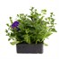 Petunia (Trailing) Wave Blue 6 Pack Boxed BeddingAlternative Image2