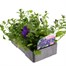 Petunia (Trailing) Wave Blue 6 Pack Boxed BeddingAlternative Image3