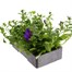 Petunia (Trailing) Wave Blue 6 Pack Boxed BeddingAlternative Image3