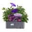 Petunia (Trailing) Wave Lavender 6 Pack Boxed BeddingAlternative Image1