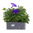 Petunia (Trailing) Wave Lavender 6 Pack Boxed BeddingAlternative Image2