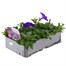 Petunia (Trailing) Wave Lavender 6 Pack Boxed BeddingAlternative Image3