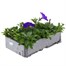 Petunia (Trailing) Wave Lavender 6 Pack Boxed BeddingAlternative Image4