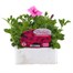 Petunia (Trailing) Wave Pink 6 Pack Boxed BeddingAlternative Image1