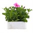 Petunia (Trailing) Wave Pink 6 Pack Boxed BeddingAlternative Image2