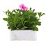 Petunia (Trailing) Wave Pink 6 Pack Boxed BeddingAlternative Image2