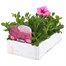 Petunia (Trailing) Wave Pink 6 Pack Boxed BeddingAlternative Image3
