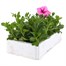 Petunia (Trailing) Wave Pink 6 Pack Boxed BeddingAlternative Image4