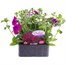 Petunia (Trailing) Wave Purple 6 Pack Boxed BeddingAlternative Image1