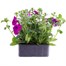 Petunia (Trailing) Wave Purple 6 Pack Boxed BeddingAlternative Image2