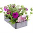 Petunia (Trailing) Wave Purple 6 Pack Boxed BeddingAlternative Image3