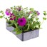 Petunia (Trailing) Wave Purple 6 Pack Boxed BeddingAlternative Image4