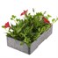 Petunia (Trailing) Wave Red 6 Pack Boxed BeddingAlternative Image4