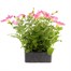 Petunia (Trailing) Wave Rosy 6 Pack Boxed BeddingAlternative Image2