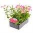 Petunia (Trailing) Wave Rosy 6 Pack Boxed BeddingAlternative Image3