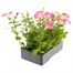 Petunia (Trailing) Wave Rosy 6 Pack Boxed BeddingAlternative Image4