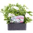 Petunia (Trailing) Wave White 6 Pack Boxed BeddingAlternative Image1