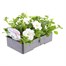 Petunia (Trailing) Wave White 6 Pack Boxed BeddingAlternative Image3