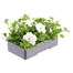 Petunia (Trailing) Wave White 6 Pack Boxed BeddingAlternative Image4