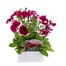 Petunia Grandiflora Velvet Ice 6 Pack Boxed BeddingAlternative Image1