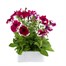 Petunia Grandiflora Velvet Ice 6 Pack Boxed BeddingAlternative Image3