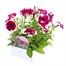 Petunia Grandiflora Velvet Ice 6 Pack Boxed BeddingAlternative Image4