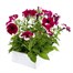 Petunia Grandiflora Velvet Ice 6 Pack Boxed BeddingAlternative Image5