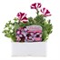 Petunia (Trailing) Wave Burgandy Star 6 Pack Boxed BeddingAlternative Image1