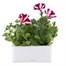 Petunia (Trailing) Wave Burgandy Star 6 Pack Boxed BeddingAlternative Image2