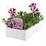 Petunia (Trailing) Wave Burgandy Star 6 Pack Boxed BeddingAlternative Image3