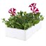 Petunia (Trailing) Wave Burgandy Star 6 Pack Boxed BeddingAlternative Image4