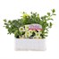 Petunia (Trailing) Wave Yellow 6 Pack Boxed BeddingAlternative Image1