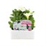 Petunia Grandiflora F1 White 6 Pack Boxed BeddingAlternative Image1