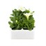 Petunia Grandiflora F1 White 6 Pack Boxed BeddingAlternative Image2