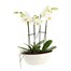 Orchids In White Orchid Boat HouseplantAlternative Image3