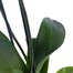 Orchid Blue (Phalaenopsis) Houseplant 12cm PotAlternative Image2