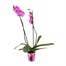 Orchid Pink Houseplant - 12cm PotAlternative Image3