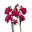 Orchid Dark Pink (Phalaenopsis) Double Stem Houseplant 12cm PotAlternative Image2