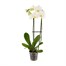 Orchid White Houseplant - 12cm PotAlternative Image4