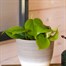 Philodendron scandens Houseplant - 12cm PotAlternative Image1