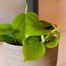 Philodendron scandens Houseplant - 12cm PotAlternative Image2