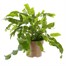 Phlebodium Blue Star Hanging Houseplant - 17cm Hanger PotAlternative Image4