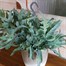 Phlebodium Blue Star Hanging Houseplant - 17cm Hanger PotAlternative Image2