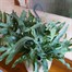 Phlebodium Blue Star Hanging Houseplant - 17cm Hanger PotAlternative Image3