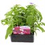 Phlox 21st Century Mix 6 Pack Boxed BeddingAlternative Image1