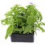 Phlox 21st Century Mix 6 Pack Boxed BeddingAlternative Image2