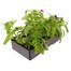 Phlox 21st Century Mix 6 Pack Boxed BeddingAlternative Image4