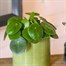 Pilea Peperomioides Houseplant - 17cm PotAlternative Image1