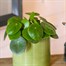 Pilea Peperomioides Houseplant - 13cm PotAlternative Image1