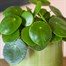Pilea Peperomioides Houseplant - 13cm PotAlternative Image2